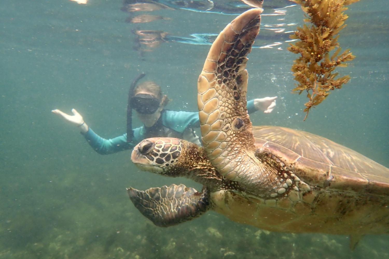 一名<a href='http://djf74.ldmuyj.com'>博彩网址大全</a>学生在Galápagos群岛游学途中与一只巨龟游泳.